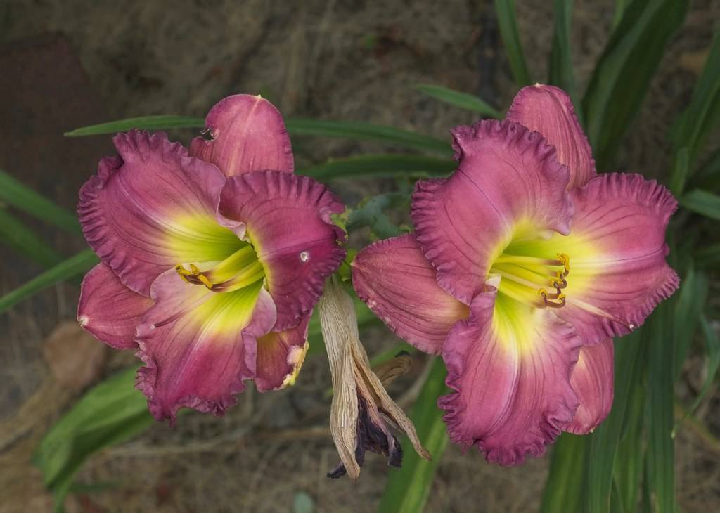 midnight purple colored flowers with yellow stamens, green stems, and green leaves 