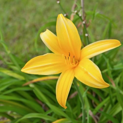 Yellow flower with white stigma, yellow style, black anthers, yellow filaments, green leaves and stems.