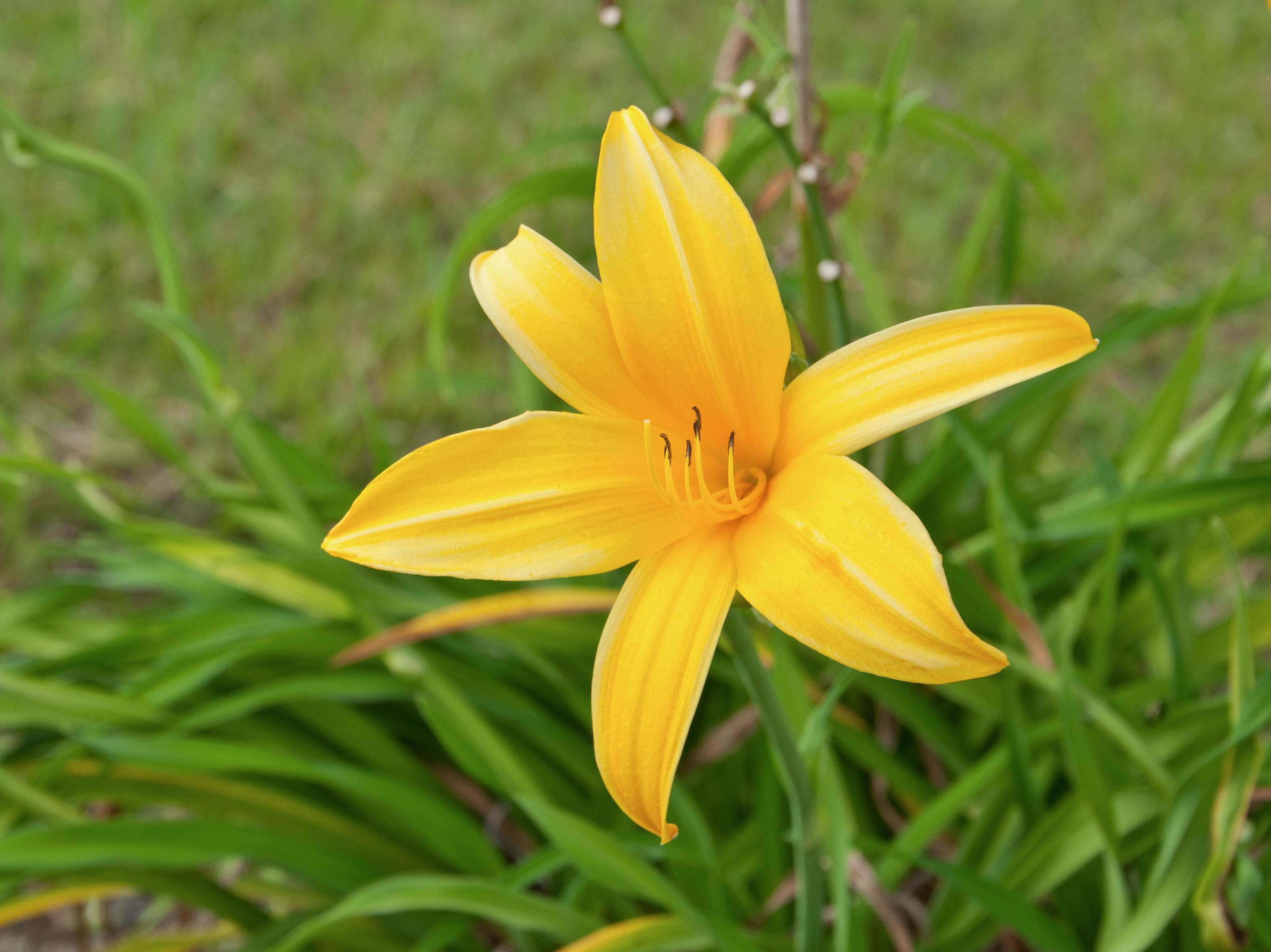 Yellow flower with white stigma, yellow style, black anthers, yellow filaments, green leaves and stems.