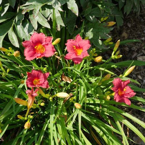 pink flowers with yellow stamens, lime-yellow buds, and grass-like, green leaves