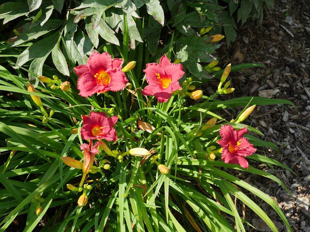 pink flowers with yellow stamens, lime-yellow buds, and grass-like, green leaves