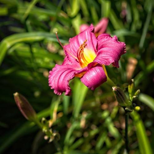 burgundy flowers with yellow center, pink stamens, green buds, and green stems