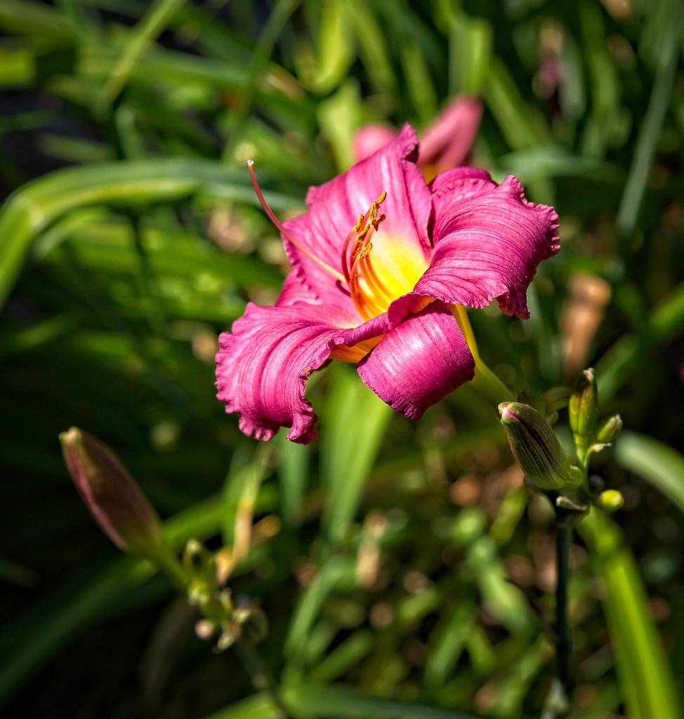 burgundy flowers with yellow center, pink stamens, green buds, and green stems