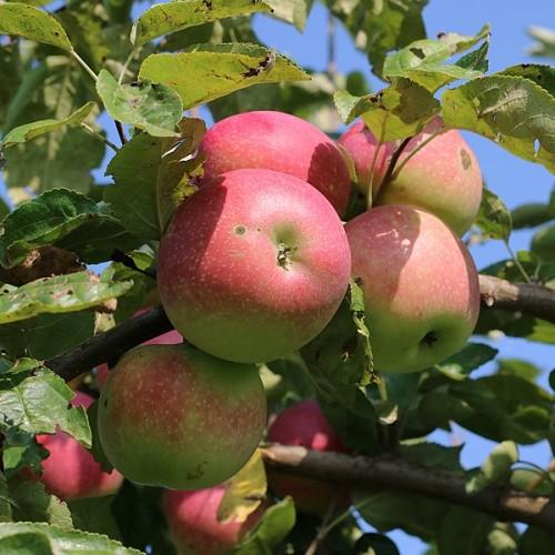 pink-green fruits with green leaves and green-brown stems and branches