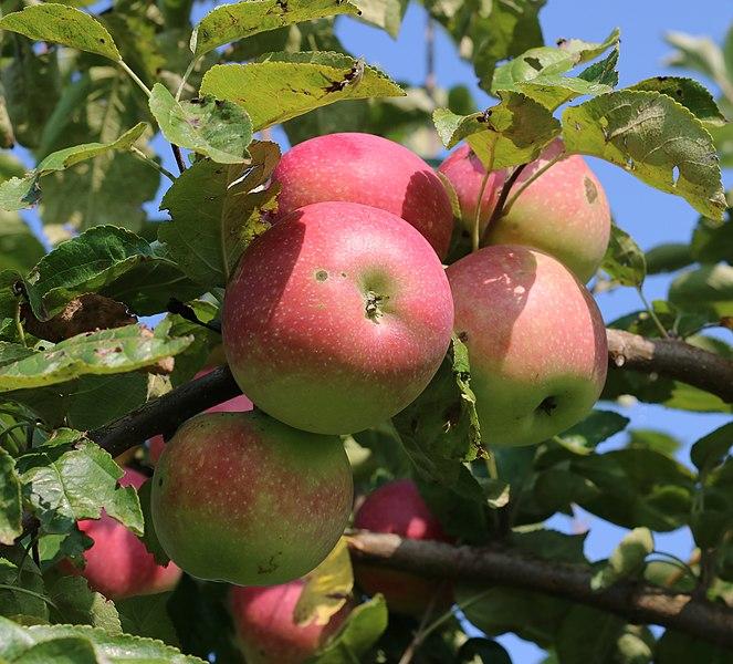 pink-green fruits with green leaves and green-brown stems and branches