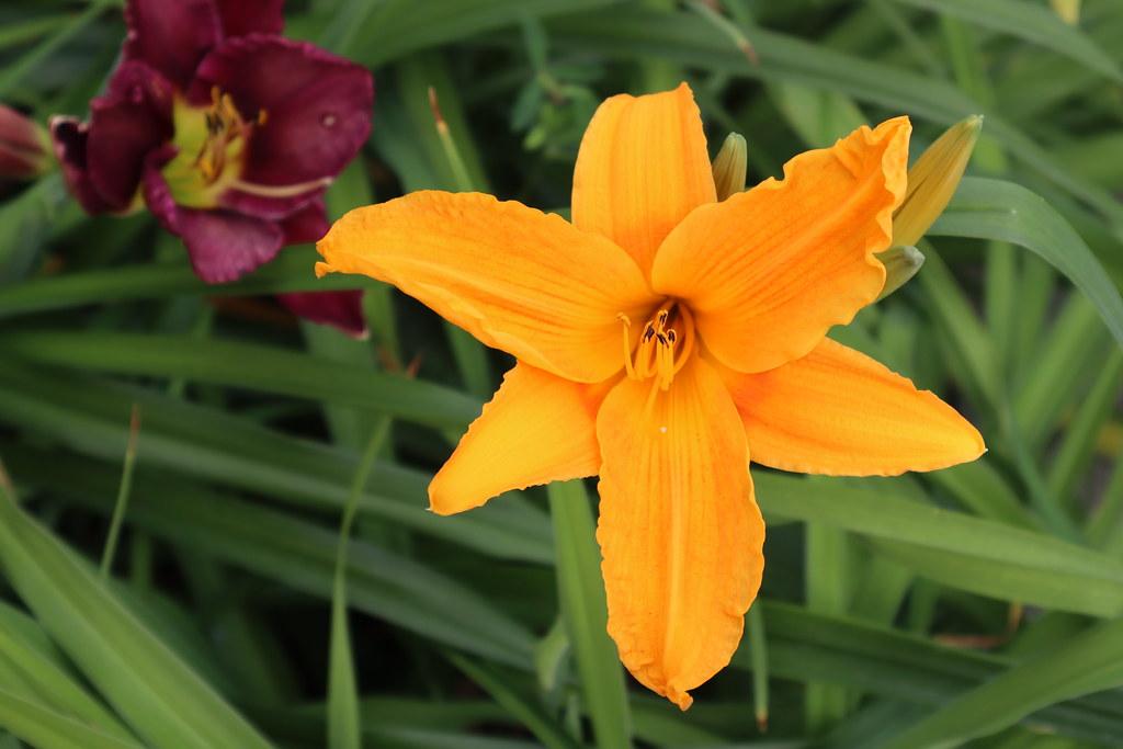 Light-orange flower with stamen, light-orange filaments, orange-black anthers and green leaves,