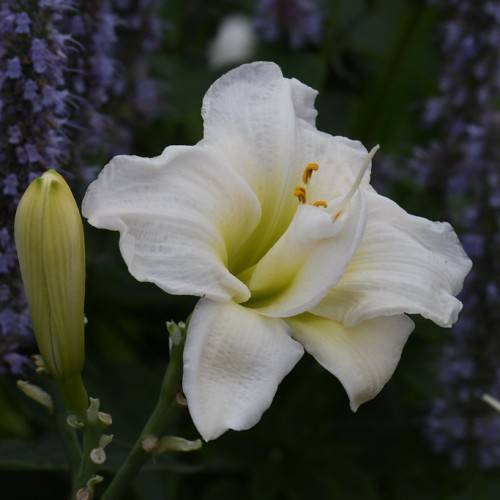white flower with white stigma, yellow anthers, green stems and greenish-white bud