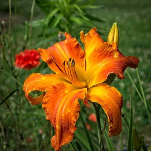 orange-yellow flower with orange-yellow stamens, yellow buds, and green stems