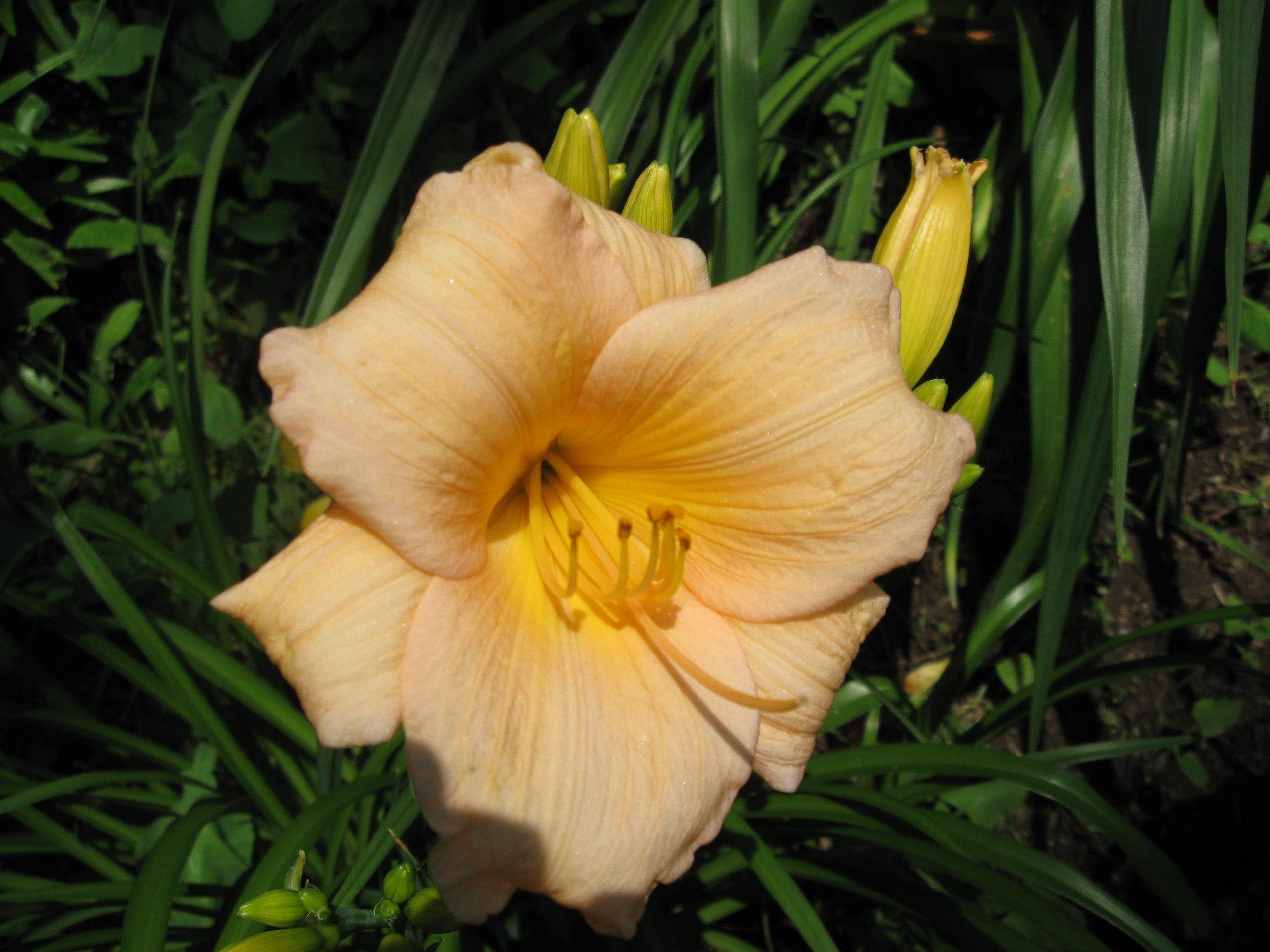 Light-orange flower with yellow center yellow-white stigma, yellow style, orange anthers yellow filaments, green-yellow buds and green leaves.