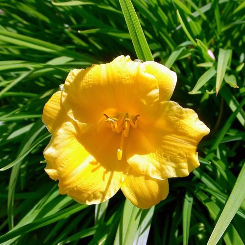 Yellow flower with white stigma, yellow style brown-yellow anthers, yellow filaments and green leaves.