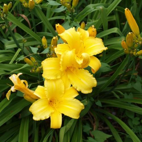 Yellow flower with black stigma, yellow style brown-yellow anthers, yellow filaments, yellow-lime buds, green stems and green leaves.