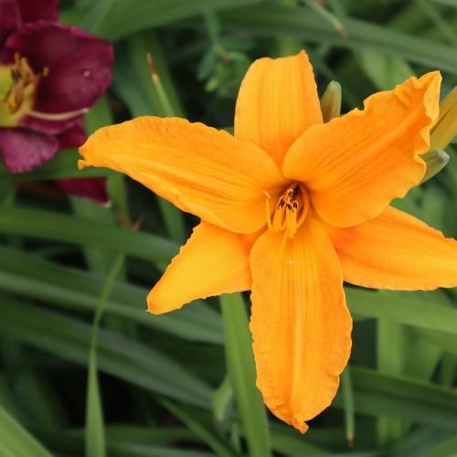 Orange-red flower with orange fiaments, stigma and style, orange-black anthers, lime-yellow buds and green leaves.