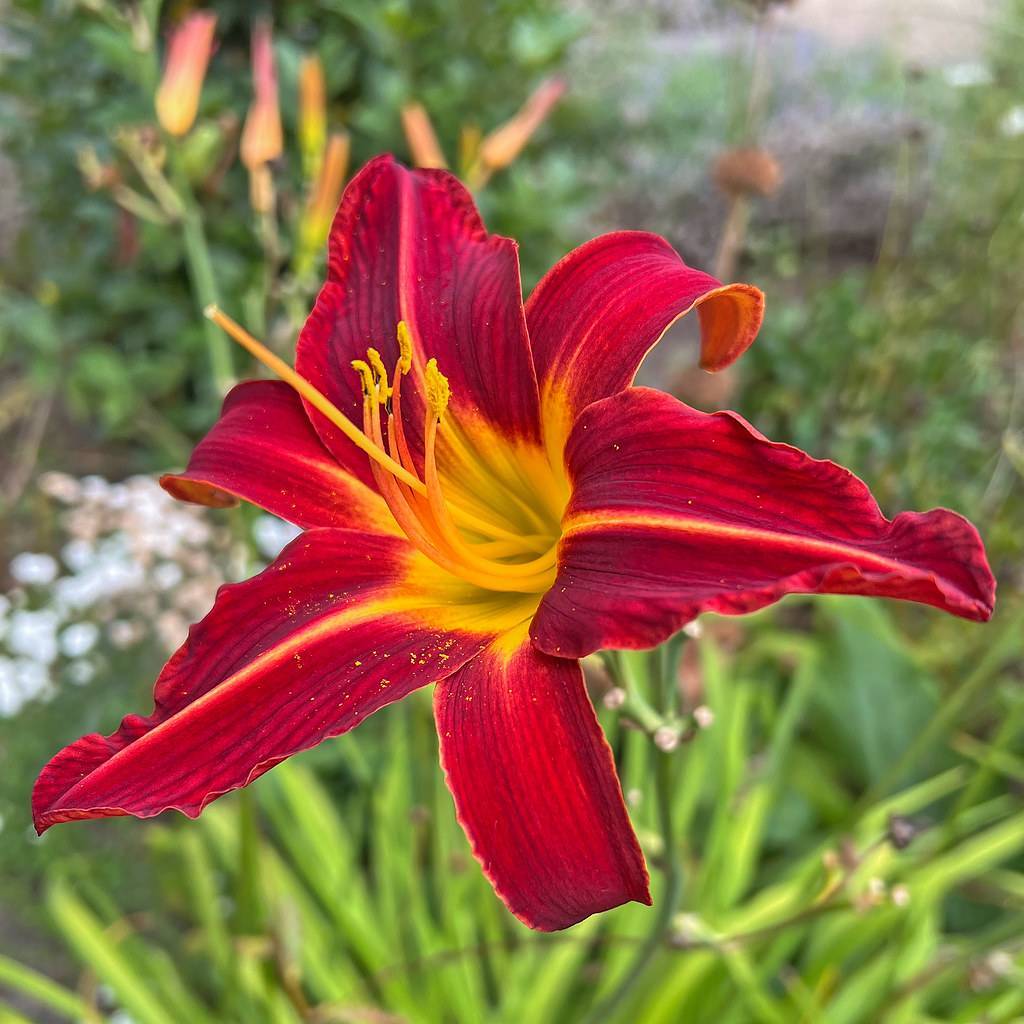 deep red flower with yellow center and stamens on green stem