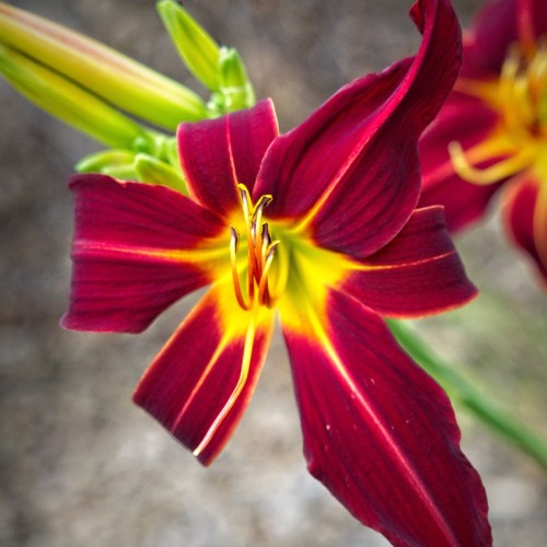 Red-yellow flower with filaments,  yellow-lime center, yellow-white style, yellow-brown anthers, white--yellow stigma, yellow-lime buds and green stems.