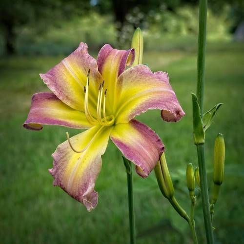 purple to lime-yellow bicolored flower with off-white stamens, green upright stems, and yellow-green buds