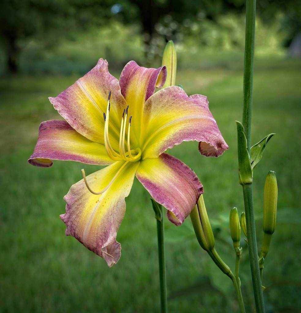 purple to lime-yellow bicolored flower with off-white stamens, green upright  stems, and yellow-green buds