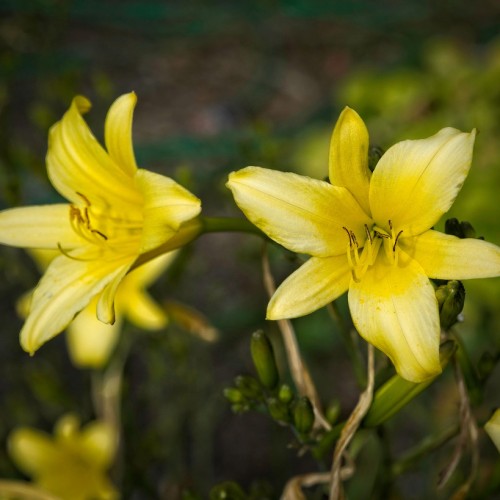 Yellow flowers with yellow style and filaments, yellow-black anthers and stigma, dark-green stems and lime-green buds.
