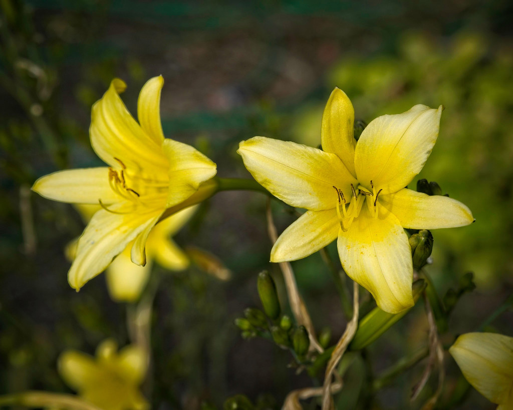 cream-yellow flower with yellow stamens, green stems, and green buds