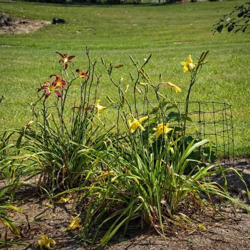 yellow flowers with green stems, buds, and grass-like green leaves, growing in garden