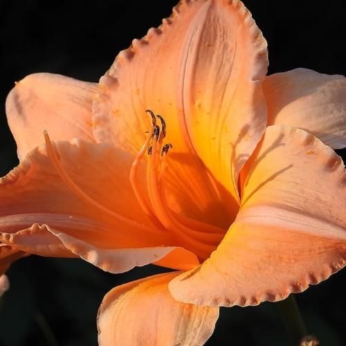 Light-orange flower with orange center, white stigma, orange style, brown anthers and orange filaments