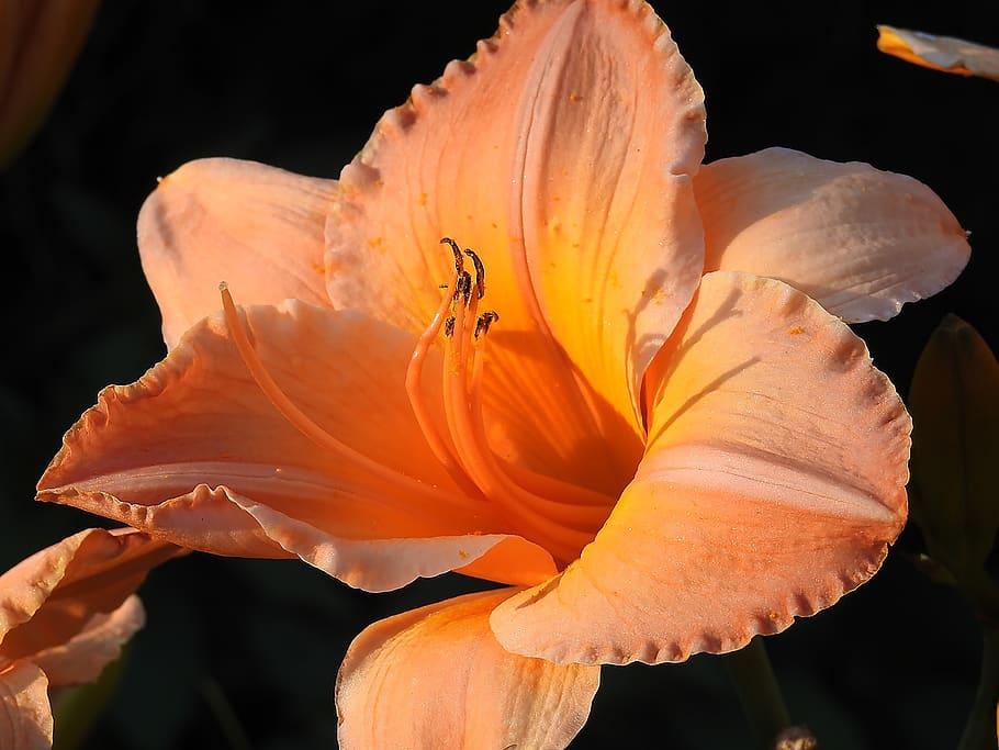 Light-orange flower with orange center, white stigma, orange style, brown anthers and orange filaments