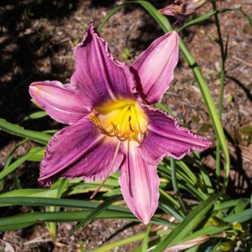 midnight purple flower with yellow stamens, green stems, and green, grass-like leaves