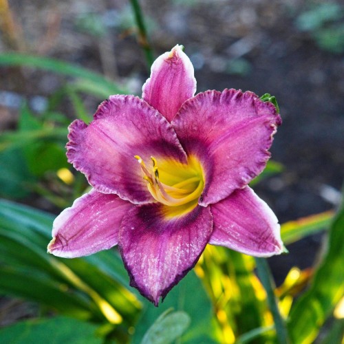 Purple-white flower with lime-yellow center, white stigma, purple-yellow filaments and style, yellow-black  anthers.