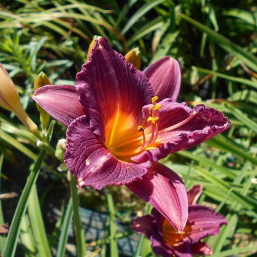 Magenta flower with yellow center, magenta stigma, magenta-yellow style, yellow anthers, yellow-magenta filaments, yellow-green buds, green leaves and stems.