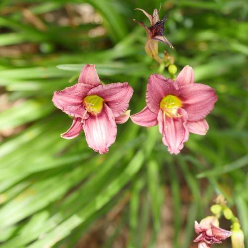 Daylily (Hemerocallis 'Raspberry Pixie') with pink-white blooms having yellow throats above blurry green leaves