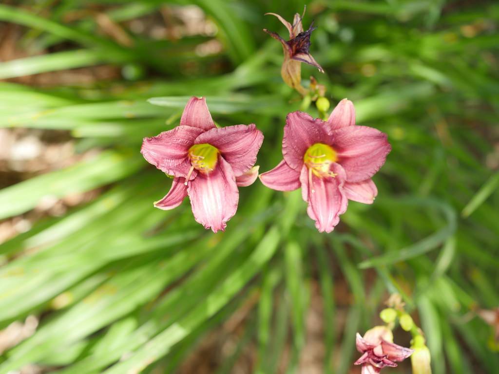 Daylily (Hemerocallis 'Raspberry Pixie') with pink-white blooms having yellow throats above blurry green leaves