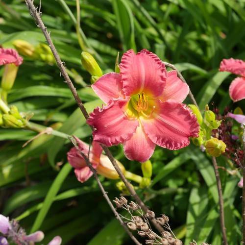 Daylily (Hemerocallis 'Red Hot Returns') displaying fiery red, pink, yellow flower on brown prickly stem against green leaves