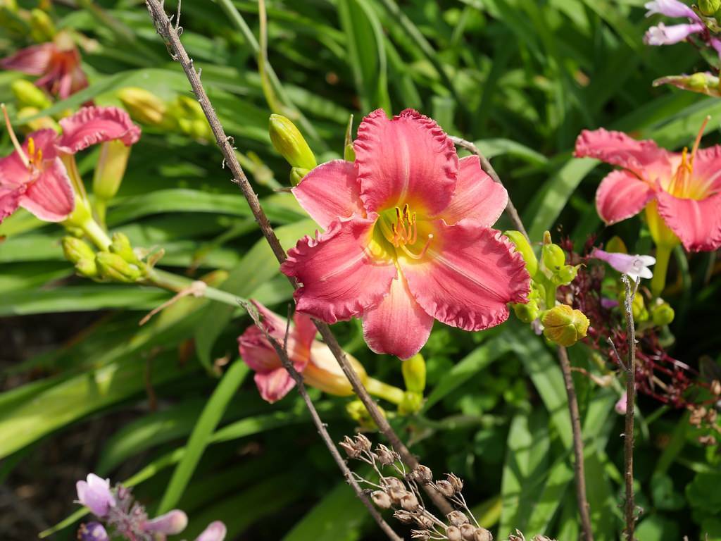 Daylily (Hemerocallis 'Red Hot Returns') displaying fiery red, pink, yellow flower on brown prickly stem against green leaves