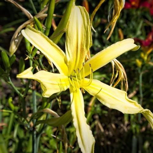 Daylily (Hemerocallis 'Red Magic') displaying yellow flower with velvety petals or elongated brown stamens and vibrant green leaves