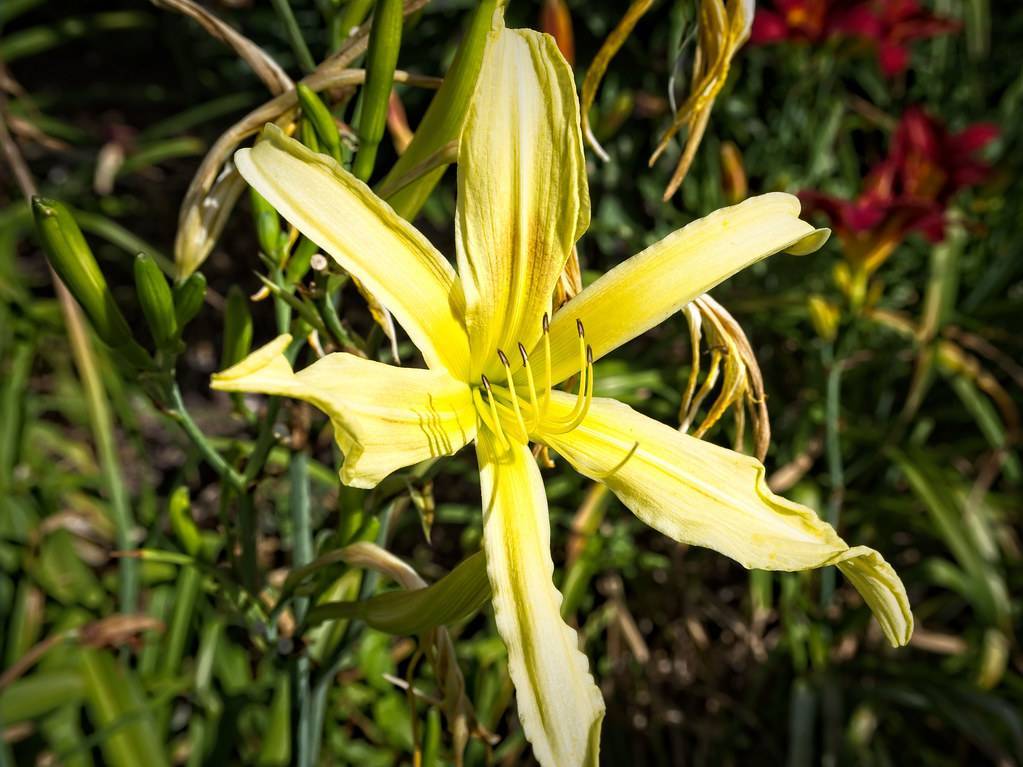 Daylily (Hemerocallis 'Red Magic') displaying yellow flower with velvety petals or elongated brown stamens and vibrant green leaves