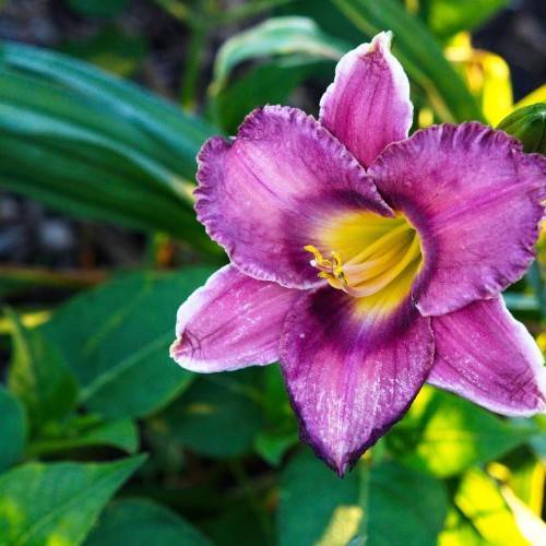 violet flower with white, curvey margins, yellow stamens, and dark green leaves