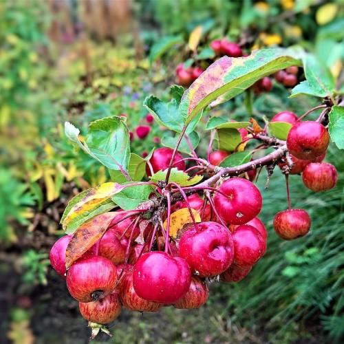 pink-red fruits with yellow-green leaves on burgundy branches
