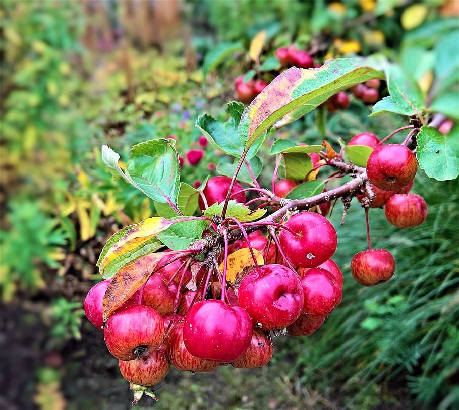 pink-red fruits with yellow-green leaves on burgundy branches