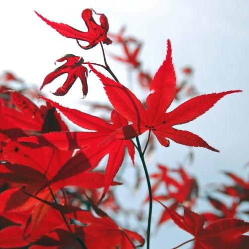 Beautiful red-translucent maple-shaped leaves having tiny septoria spots with red veins, growing out of a light-brown stem.