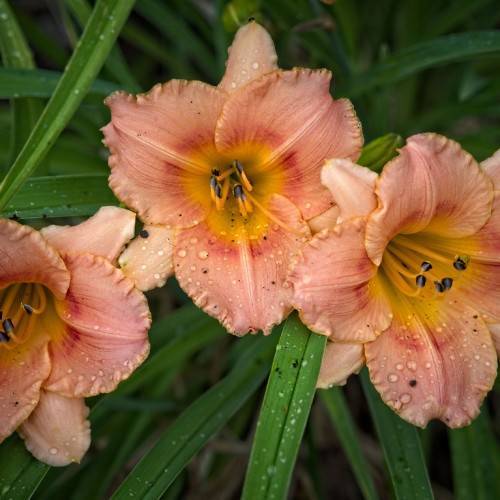 Tetraploid daylily (Hemerocallis 'Rose') showcasing peachy pink flowers with yellow throat having maroon fringes against green leaves