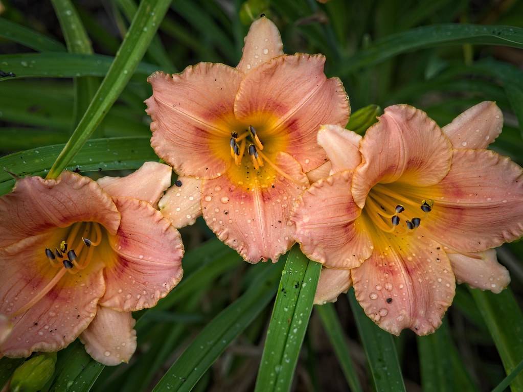Tetraploid daylily (Hemerocallis 'Rose') showcasing peachy pink flowers with yellow throat having maroon fringes against green leaves