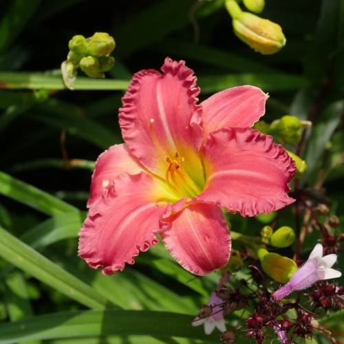 Daylily (Hemerocallis 'Rosy Returns') flower in shades of fiery red, pink, and yellow with ruffled petals among elongated green leaves