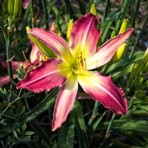 Tetraploid daylily (Hemerocallis 'Ruffles Elegante') displaying its ruffled flower in shades of pink and purple with yellow center against green foliage