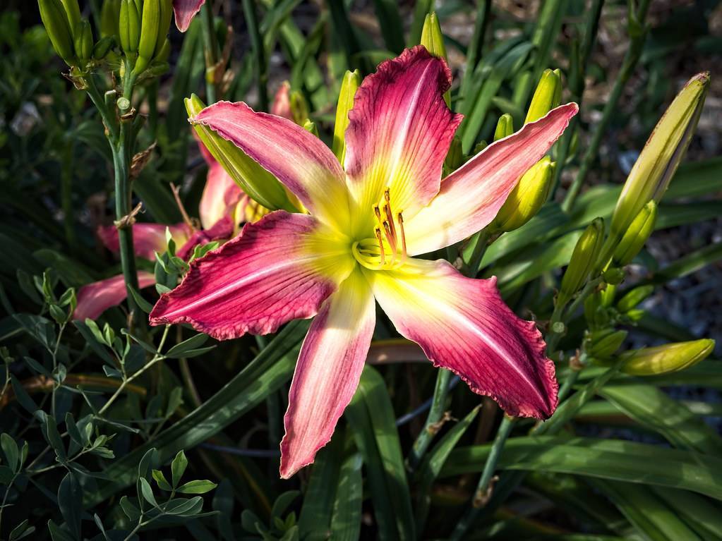 Tetraploid daylily (Hemerocallis 'Ruffles Elegante') displaying its ruffled flower in shades of pink and purple with yellow center against green foliage