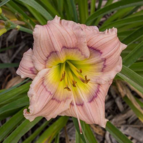Daylily (Hemerocallis 'Siloam David Kirchhoff') featuring pur[ple, pink or creamy flower with gently curved petals and yellow center