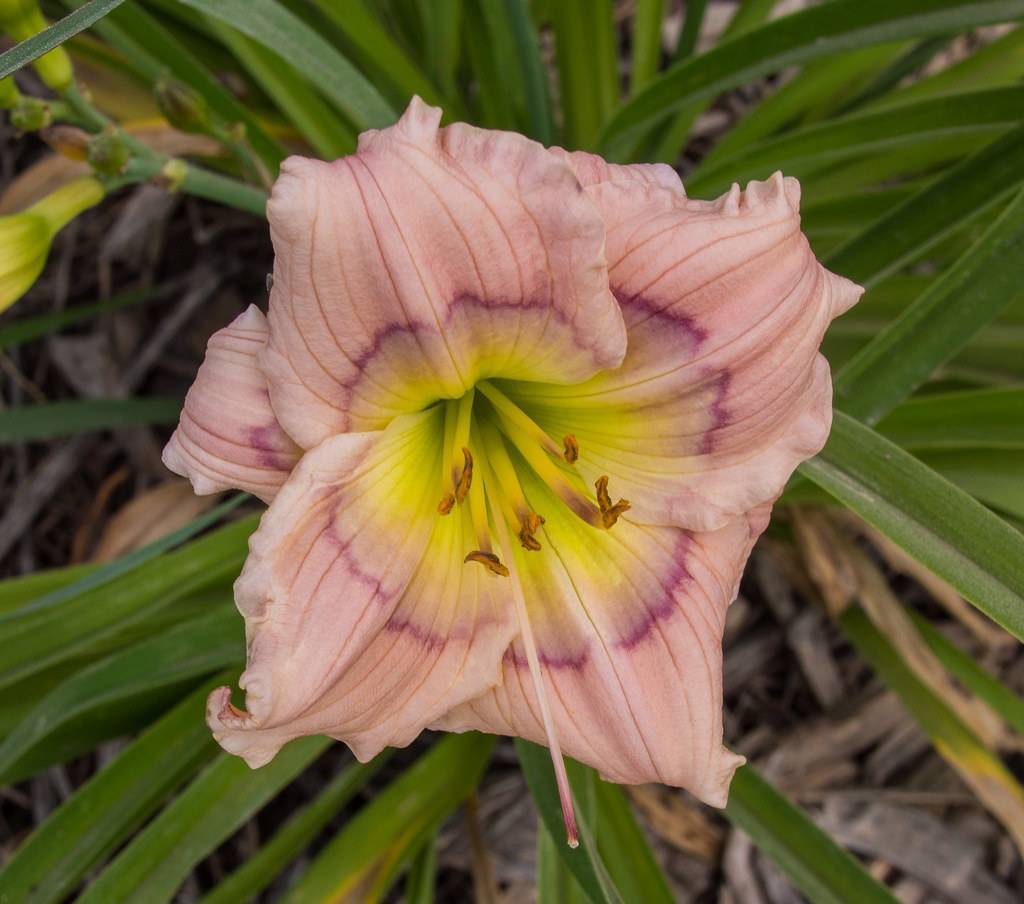 Daylily (Hemerocallis 'Siloam David Kirchhoff') featuring pur[ple, pink or creamy flower with gently curved petals and yellow center