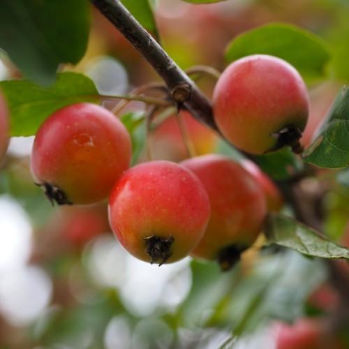red-yellow fruits with green leaves, light-brown stems and dark-brown branches