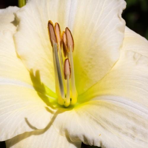 Off-white flower with lime center, light-brown anthers and lime filaments.