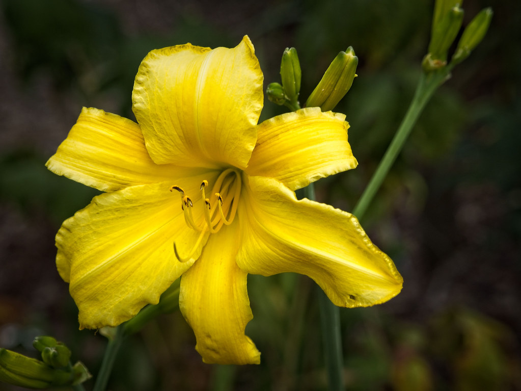 yellow flower with curvy petals, yellow stamens, and green stems