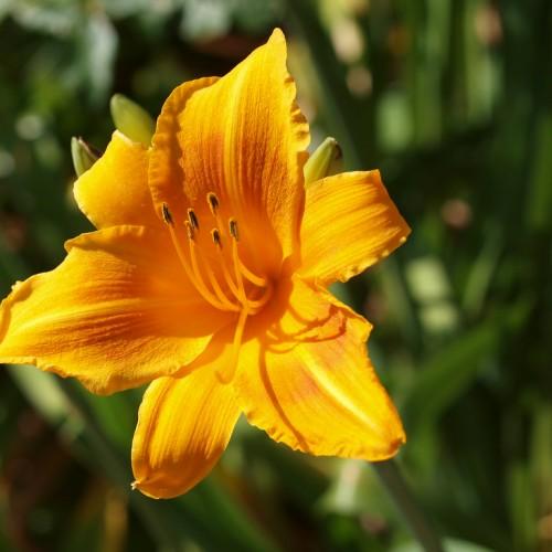 Orange-brown flower, orange stigme, orange style, orange filaments brown anthers and lime-yellow buds