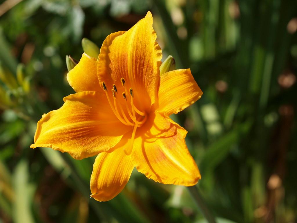 Orange-brown flower, orange stigme, orange style, orange filaments brown anthers and lime-yellow buds